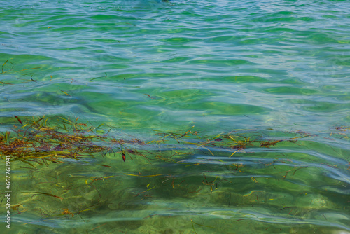Scenic view of crystal-clear waters of Atlantic Ocean with floating seaweed off the coast of Miami Beach, USA. 