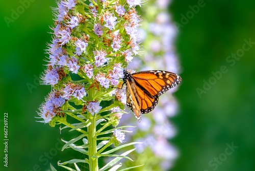 Monarch butterfly (Danaus plexippus) standing on the blooming oplant Echium virescens in the Cactualdea Park on Gran Canary, Spain.