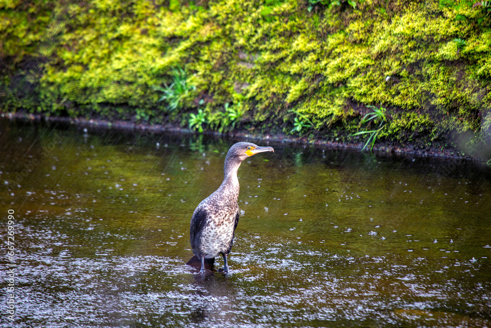 Fototapeta premium Great Cormorant (Phalacrocorax carbo) - Large Black Seabird with a Long Hooked Bill