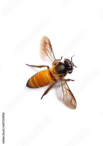 fly isolated on white background