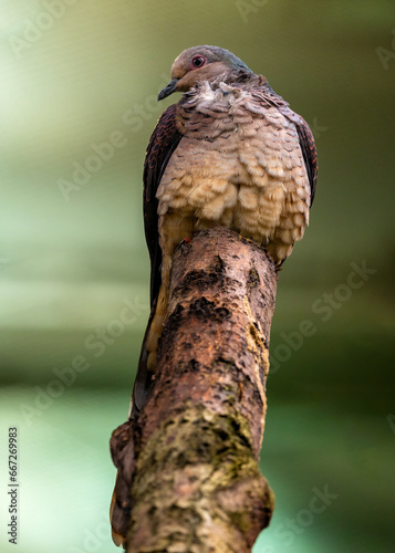 Barred Cuckoo Pigeon (Macropygia unchall) - Slender Pigeon with Barred Plumage photo