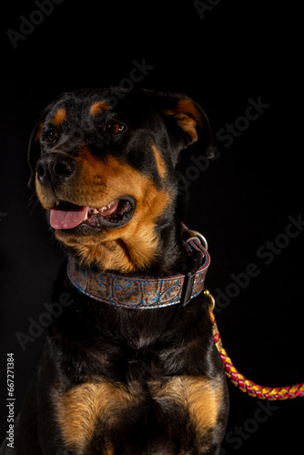 american rottweiler  dangerous dogs pet