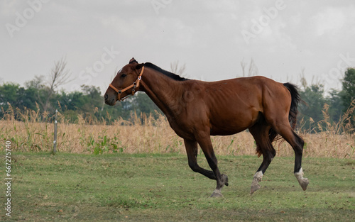 Galloping horse