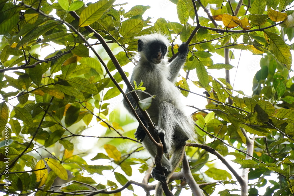 Fototapeta premium Red Colobus Monkey from Zanzibar