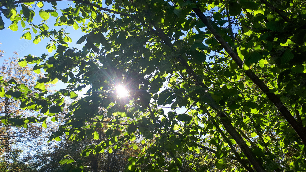 Vibrant green forest with lush foliage, showcasing the diversity of nature. Vibrant green forest with lush foliage, showcasing the diversity of nature.