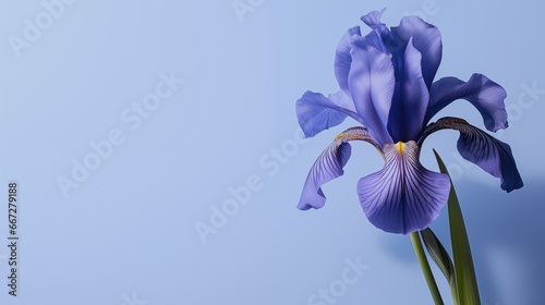 Close-up of a blue iris flower on a solid light blue background matching the flower's tone.