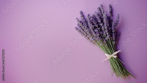 Close-up of lavender flowers on a solid lilac background matching the flowers  tone.