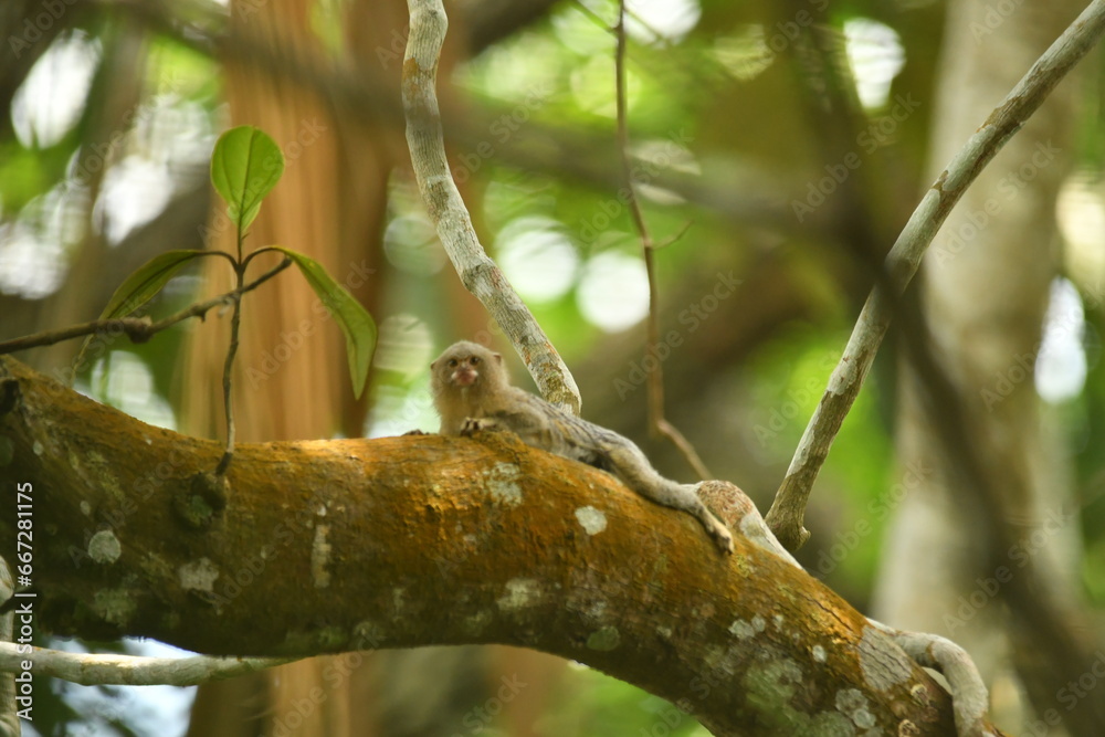 The pygmy marmoset, also known as the lion marmoset, is the smallest species of ape known, measuring only about 15 centimeters in length and weighing 130 grams, with brownish fur. The pygmy marmoset, also known as the lion marmoset, is the smallest species of ape known, measuring only about 15 centimeters in length and weighing 130 grams, with brownish fur.