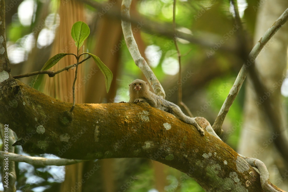The pygmy marmoset, also known as the lion marmoset, is the smallest species of ape known, measuring only about 15 centimeters in length and weighing 130 grams, with brownish fur.