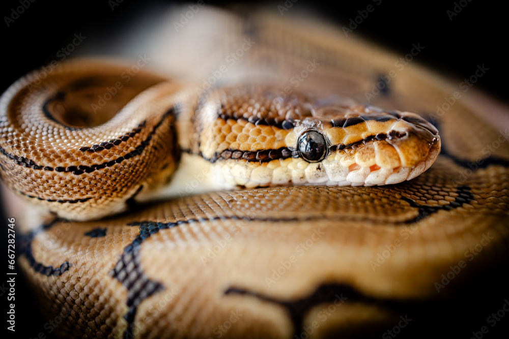 Obraz premium close up of a python snake