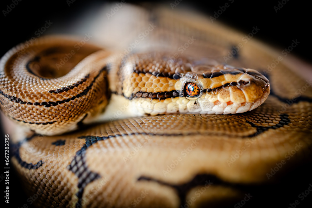 close up of a snake close up of a snake