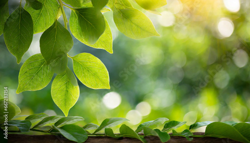 green leaf for nature on blurred background with beautiful bokeh and copy space for text