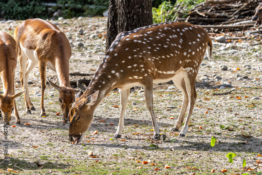 Chital or cheetal deer, Axis axis, also known as spotted deer or axis deer . Chital or cheetal deer, Axis axis, also known as spotted deer or axis deer .