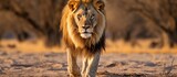 Lion in Ongava Delta Botswana