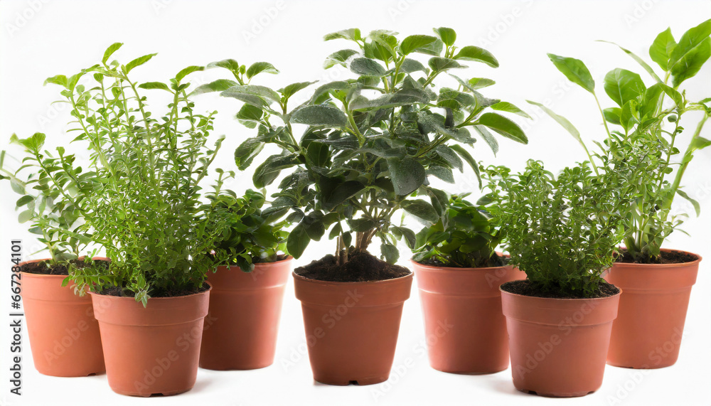 home plant in pot isolated