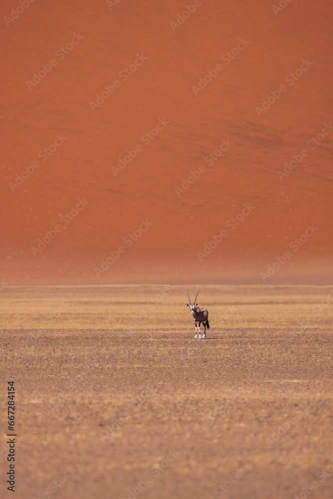Oryxantilope in der Wüste vor einer Düne, Namibia