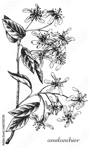 amelanchier, serviceberry, serviceberry blossoms, serviceberry flower, irga, amelanchier sketch, amelanchier branch monochrome, black and white amelanchier, amelanchier leaf photo