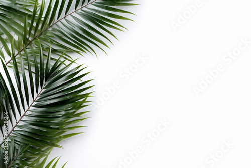 Palm leaf isolated on white background © Samira