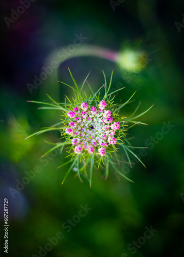 Close up of a blooming dill flower  Daucus carota 