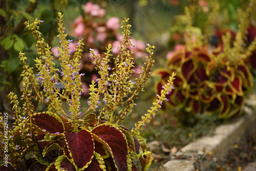 Coleo (Coleus scutellarioides)