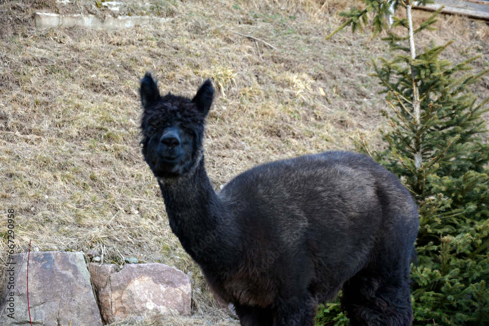 Fototapeta premium Alpaca pack animal on an alpaca farm on a grass background. Side view
