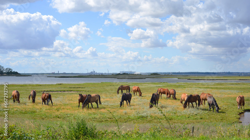Panoramic view, a group of horses in front of the bay of Wismar, baltic sea in Germany © Sinuswelle