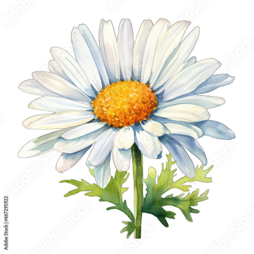 Daisy flower  isolated on white transparent PNG background