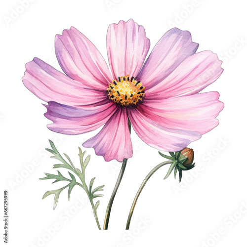 Cosmos flower  isolated on white transparent PNG background