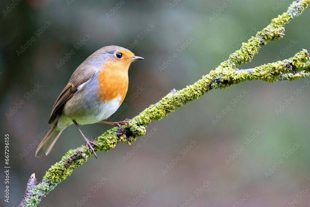 Robin (erithacus rubecula) perched on a green branch, with a natural, foliage background - Yorkshire, UK in Autumn Robin (erithacus rubecula) perched on a green branch, with a natural, foliage background - Yorkshire, UK in Autumn