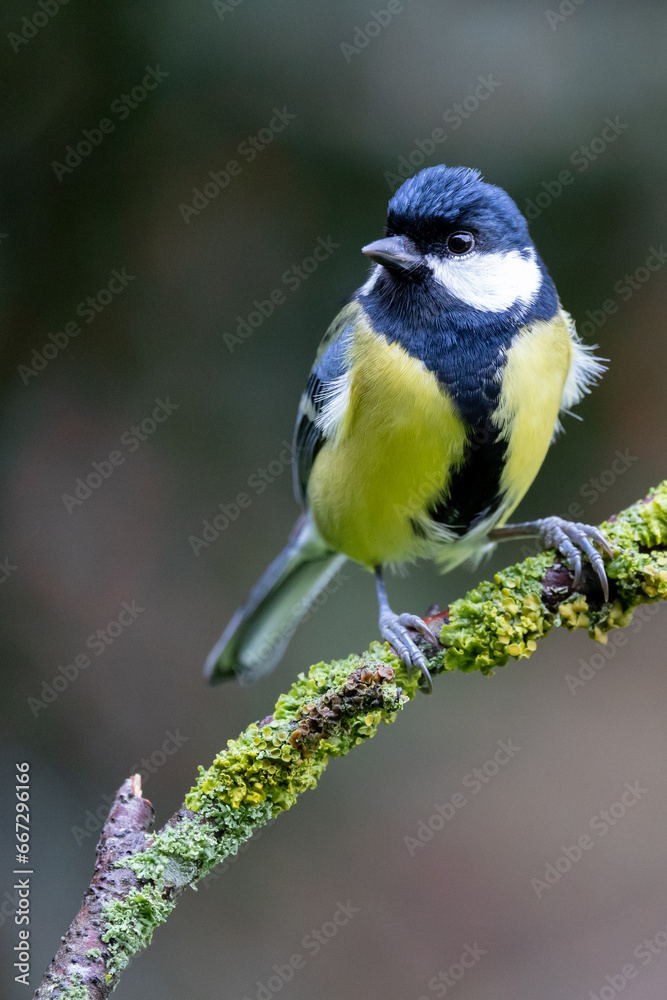 Great Tit (Parus major) perched on a green branch, with a natural, foliage background - Yorkshire, UK in Autumn Great Tit (Parus major) perched on a green branch, with a natural, foliage background - Yorkshire, UK in Autumn