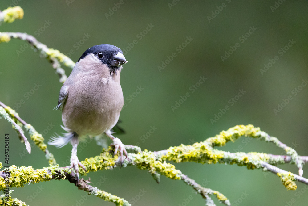 Obraz premium Female bullfinch (pyrrhula pyrrhula) perched on a green branch, with a natural, foliage background - Yorkshire, UK in Autumn
