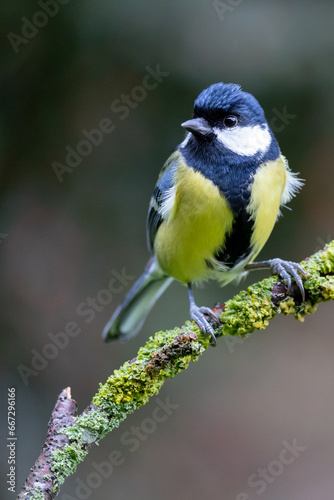 Great Tit (Parus major) perched on a green branch, with a natural, foliage background - Yorkshire, UK in Autumn