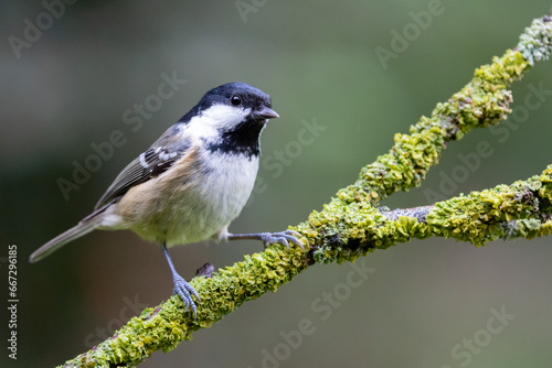 Adult Coal Tit UK (periparus ater) perched on a green branch, with a natural, foliage background - Yorkshire, UK in Autumn
