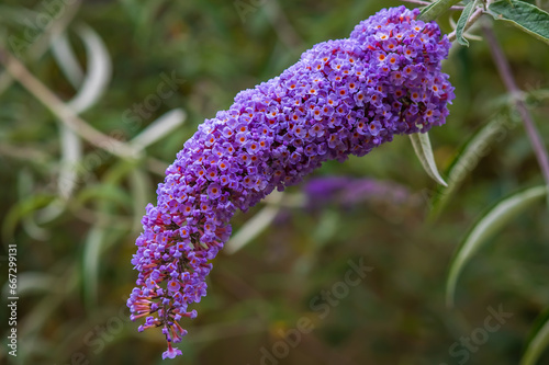 Purple Butterfly bush blooming flowers, buddleia. Flowering Shrub in summer, gardening concept.