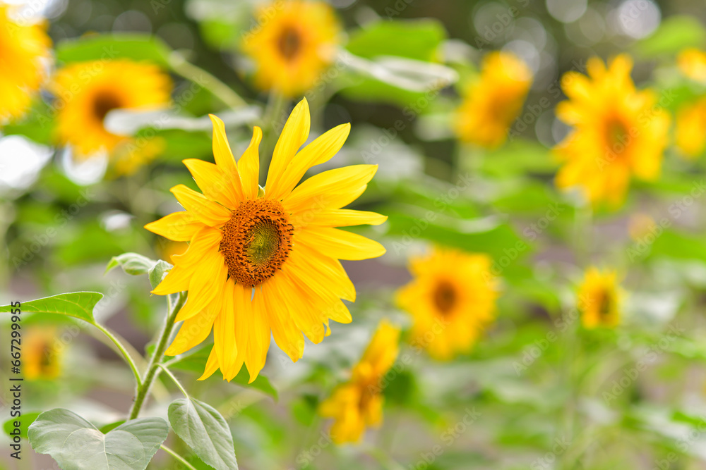 Sunflowers. Happy floral background