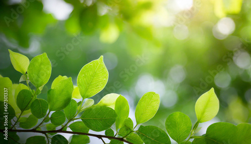 green nature background close up view of green leaf with beauty bokeh under sunlight for natural and freshness wallpaper concept