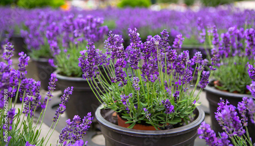Beautiful pots with blooming purple lavender