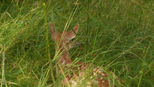 small group of spotted deer walking on meadow on a sunny day. Wild Baby Bambie deer Animal photo