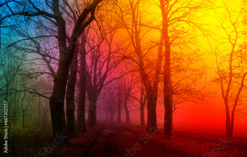 Autumn landscape with path and trees in fog