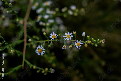 flowers in the garden