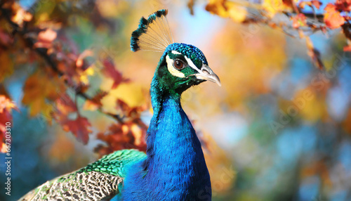 portrait of beautiful peacock