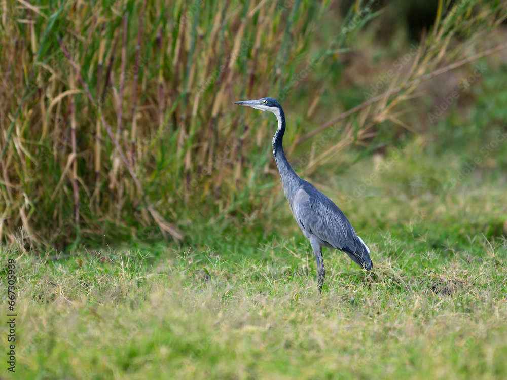 Black-headed Heron standing on green grass, portrait Black-headed Heron standing on green grass, portrait