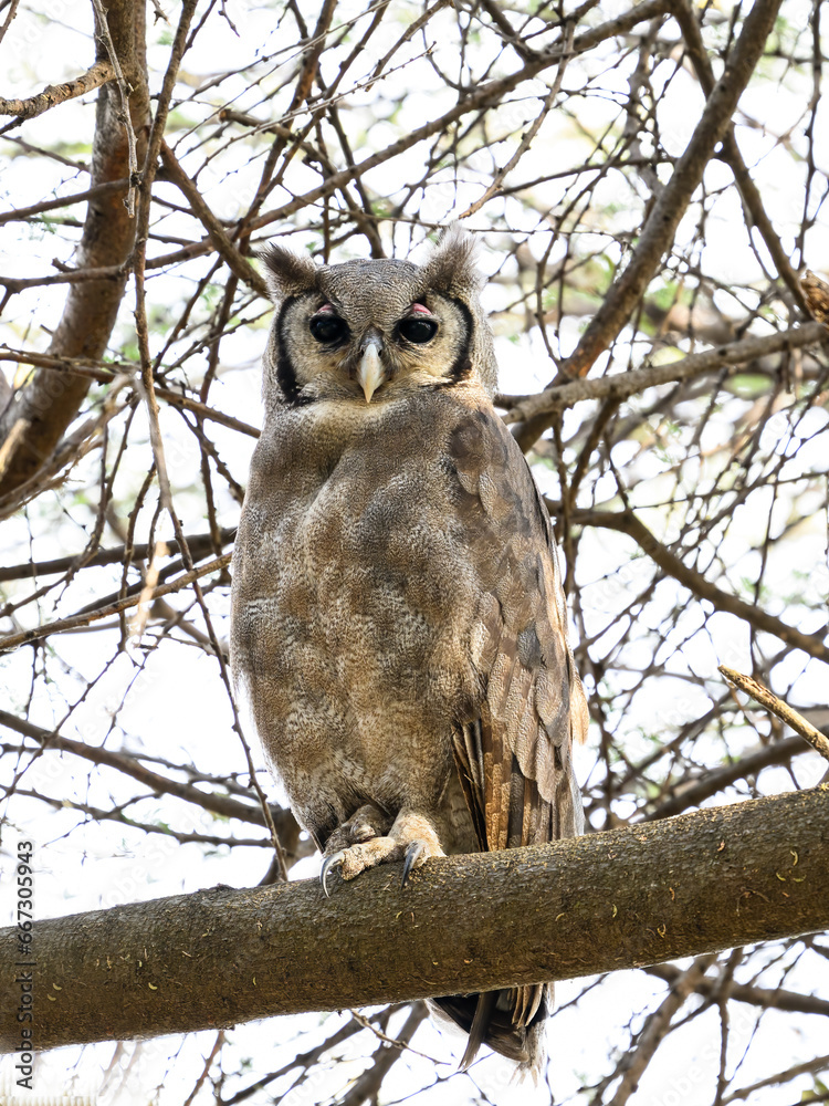 Obraz premium Verreaux`s Eagle Owl, portrait of beautiful large owl from African forests ,lake Victoria, Tanzania
