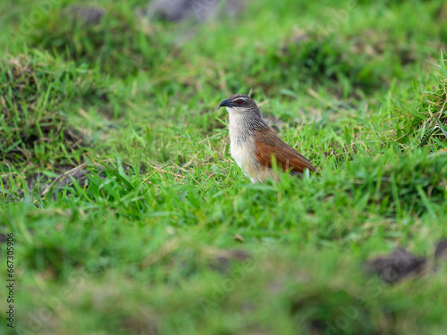 White-browed Coucal perched on the green grass