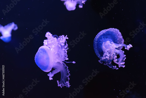 Fluorescent jellyfish, Spotted australian jellyfish, Phyllorhiza punctata swimming in aquarium pool with blue neon light. Theriology, biodiversity, undersea life, aquatic organism