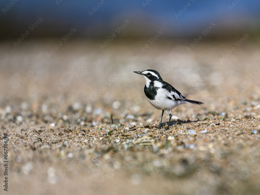 Obraz premium African pied wagtail forages on the edge of the water on lake Victoria in Tanzania