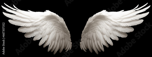 White angel or bird wings on black background photo