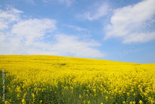 Rapeseed field and a blue sky in May © tiger2506