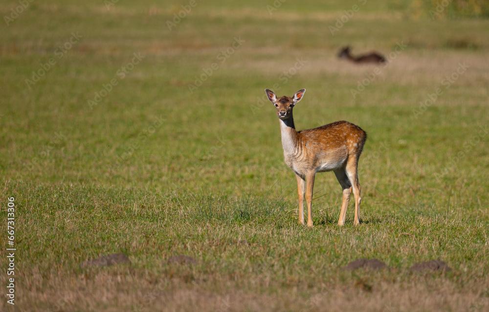 roe deer in the field, dama dama roe deer in the field, dama dama