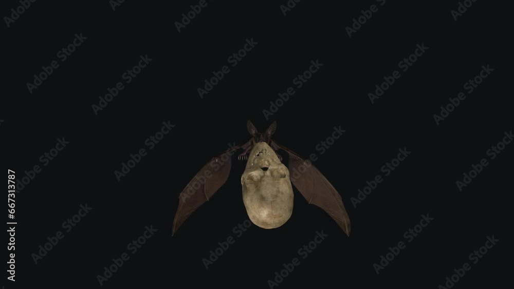 Bat with Skull - Flying Loop - Front View - Realistic 3D animation with ...